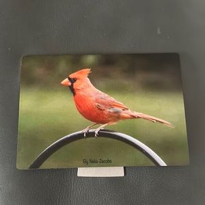 Male cardinal photo on metal frame. Beautiful color, tabletop photo.